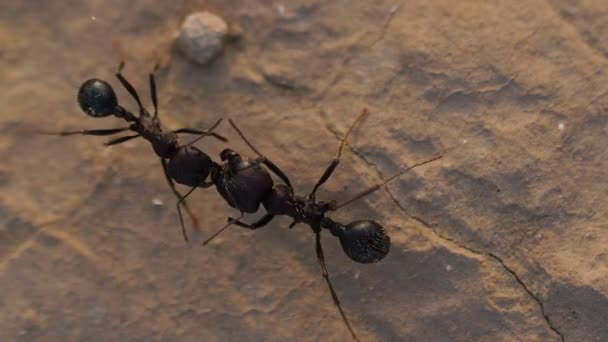 Schwarze Ameisen aus nächster Nähe — Stockvideo