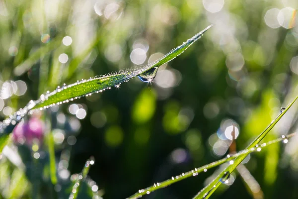 Green grass closeup with dew drops — Stock Photo, Image