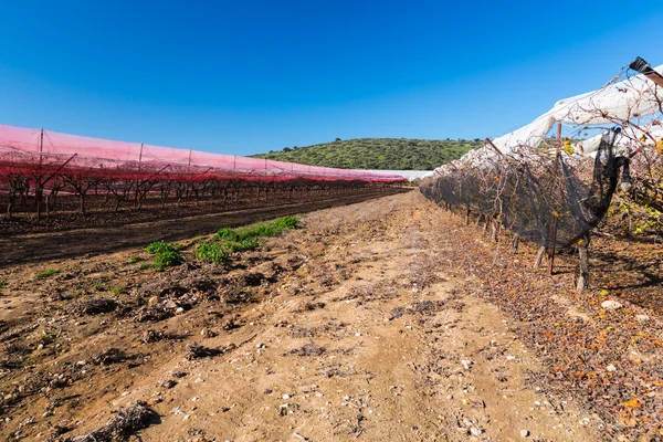 Paisaje de viñedos — Foto de Stock