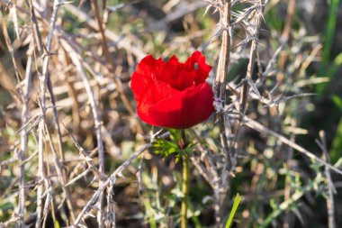 çiçek açması kırmızı çiçek 