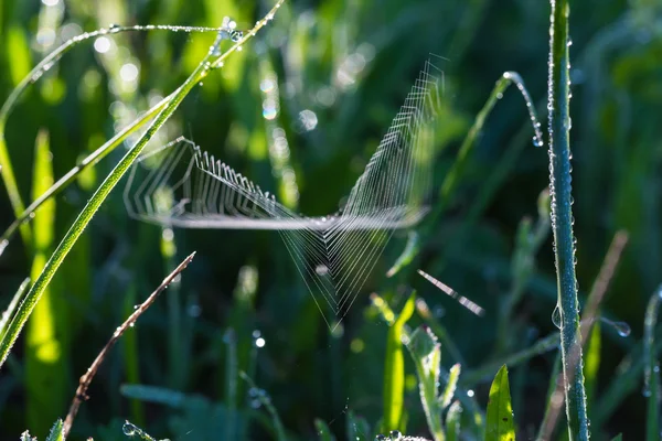 Spiderweb close-up — Stock Photo, Image