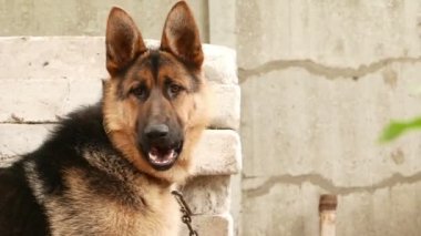 Alman çoban köpeği 