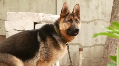 Alman çoban köpeği 