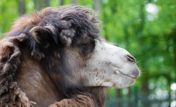 Portrait of camel closeup — Stock Photo, Image