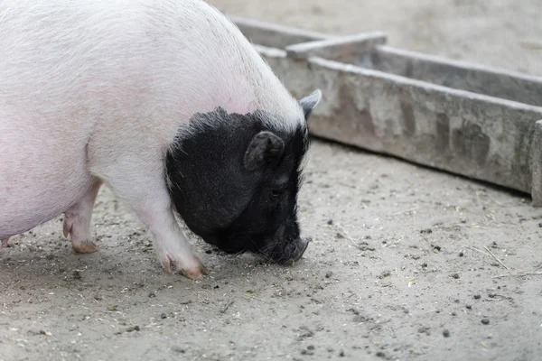 Les porcs vietnamiens sont broutés — Photo