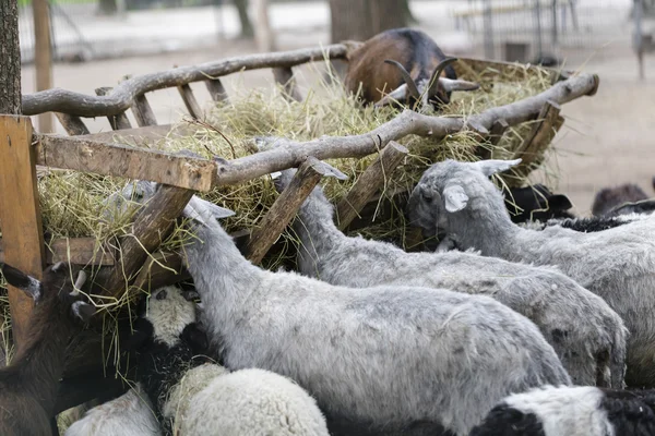 Овцы и козы едят сено — стоковое фото