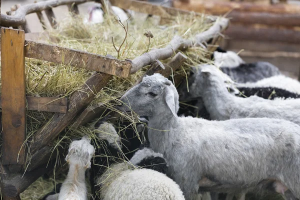 Овцы и козы едят сено — стоковое фото