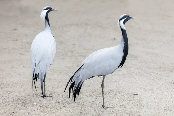 Birds African crane — Stock Photo, Image