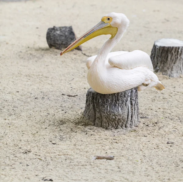 Bird pink pelican — Stock Photo, Image