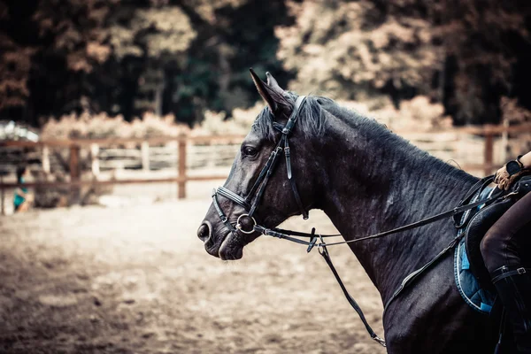 Portrait de cheval noir gros plan — Photo