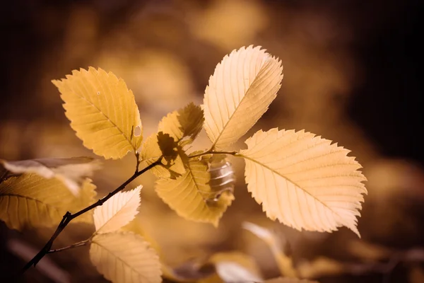Branches with leaves close-up — Stock Photo, Image