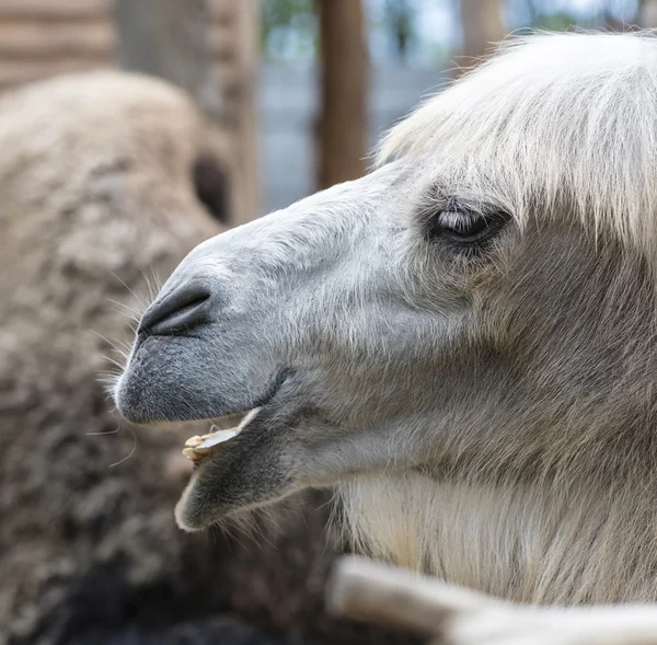 Portrait the white of a camel — Stock Photo, Image