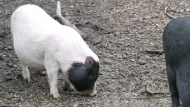 Vietnamca domuz sıyrılmak