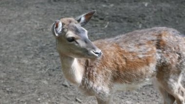 Genç yumurta geyiği