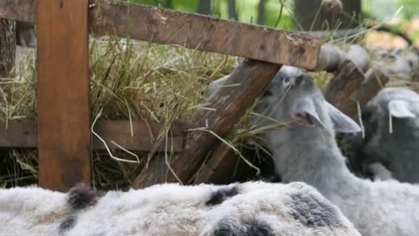 Schapen en geiten — Stockvideo