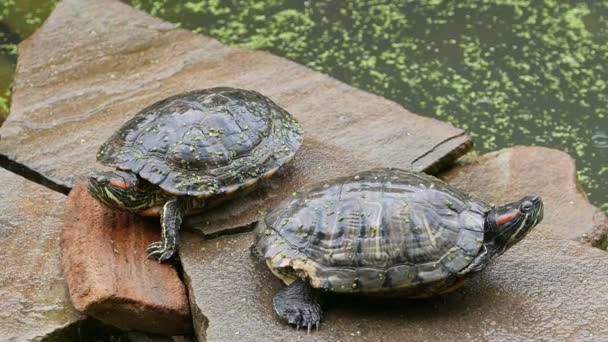 Deux tortues d'eau douce — Video