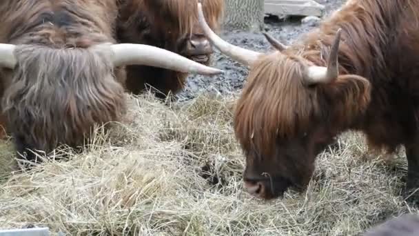 Tjurar med lång ull ätande — Stockvideo