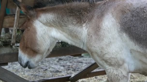 Feno comendo burro — Vídeo de Stock