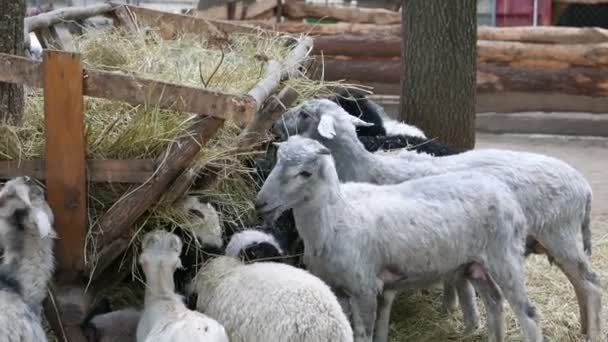 Koyun ve keçi — Stok video