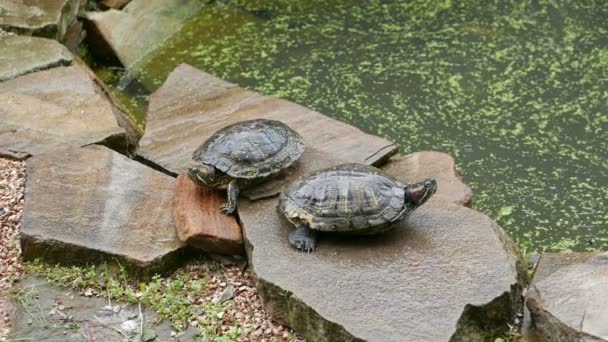 Duas tartarugas de água doce — Vídeo de Stock