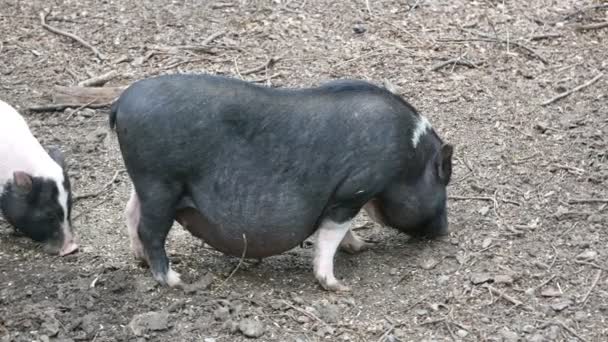 Pasły się świnie wietnamskie kłapobrzuchowe — Wideo stockowe