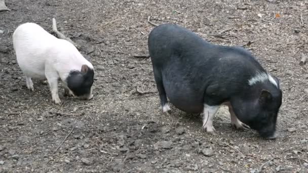 Vietnamesische Schweine werden beweidet — Stockvideo