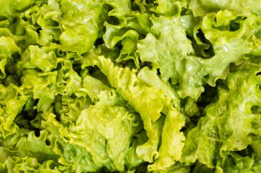 yakın çekim taze marul yaprakları
