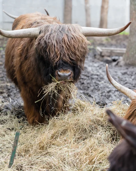 Bull with long wool — Stock Photo, Image