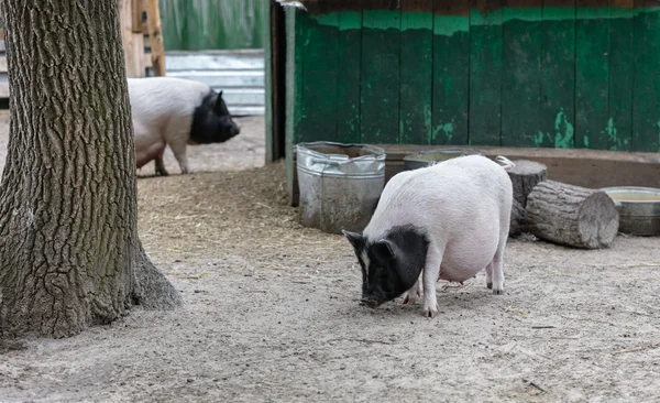 Les porcs vietnamiens sont broutés — Photo