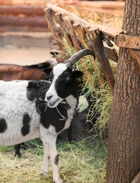 Grande capra mangiare fieno — Foto Stock