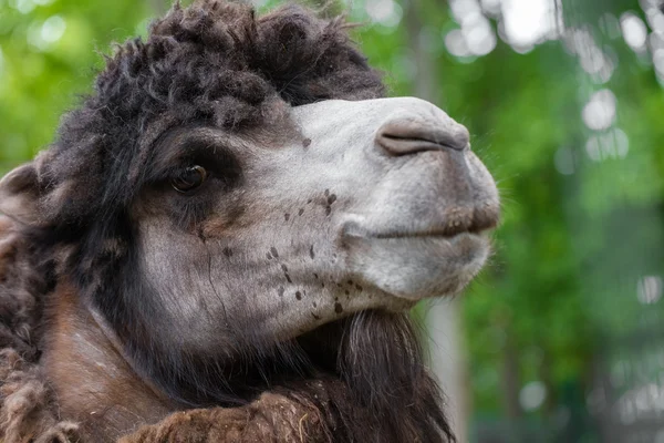 Portrait of camel closeup — Stock Photo, Image