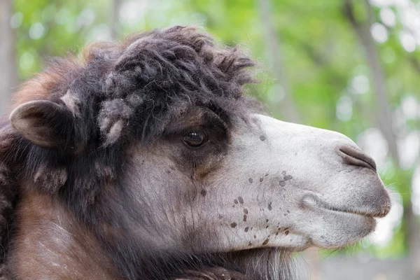 Portrait of camel closeup — Stock Photo, Image