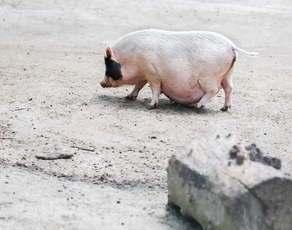 Les porcs vietnamiens sont broutés — Photo