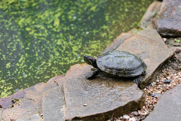 Una tortuga de agua dulce — Foto de Stock