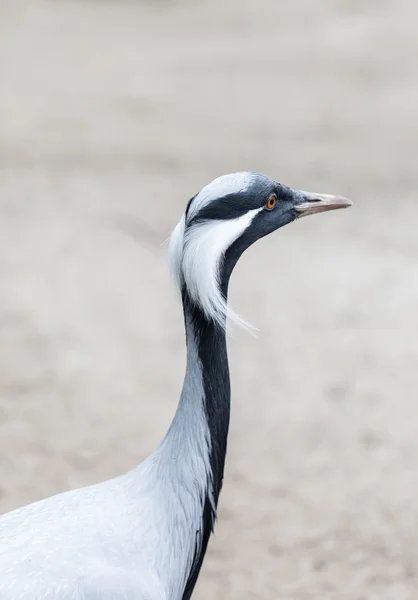 Africano o guindaste pássaro — Fotografia de Stock