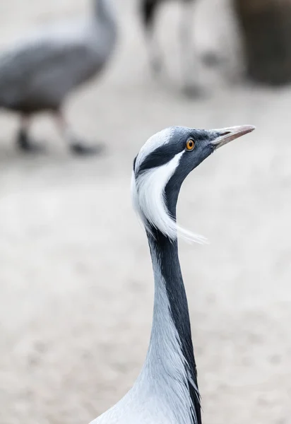 African the bird crane — Stock Photo, Image