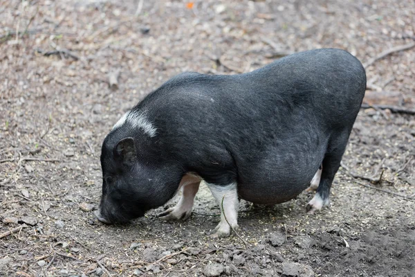 Les porcs vietnamiens sont broutés — Photo