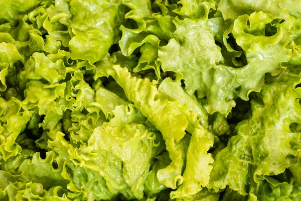 yakın çekim taze marul yaprakları