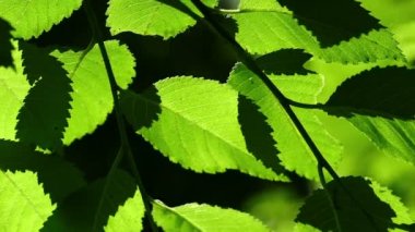 güzel, ahenkli orman detay