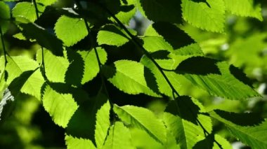 güzel, ahenkli orman detay