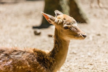 Genç yumurta geyiği 