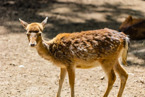 Young roe deer standing — Stock Photo, Image