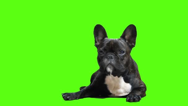 Hund Französische Bulldogge — Stockvideo
