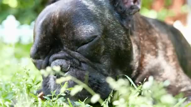 Pies rasy Buldog francuski — Wideo stockowe