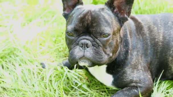 Huisdier hond fokken Franse Bulldog liegen — Stockvideo