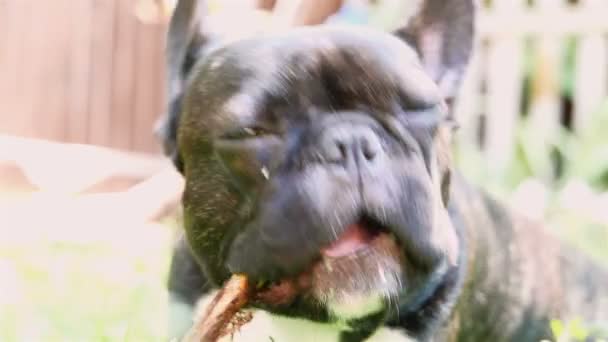 Haustier Hunderasse französische Bulldogge — Stockvideo