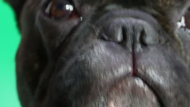 French Bulldog face closeup — Stock Video