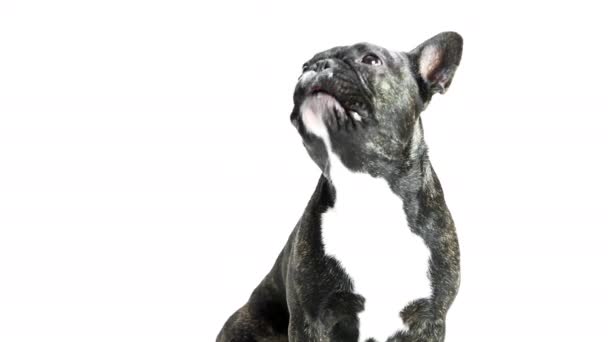 Köpek cinsi Fransız bulldog. — Stok video