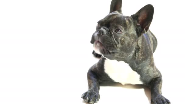 Hond ras franse bulldog — Stockvideo