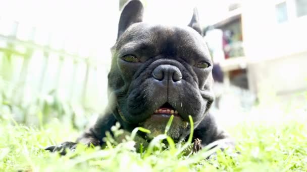 Κατοικίδιο ζώο σκύλοs breed γαλλικό μπουλντόγκ — Αρχείο Βίντεο